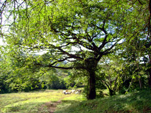 Cattle graze in an irregular pasture dotted with stands of forest. 