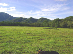 There are vast fields of pasture bordered and interspersed with woods. 