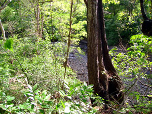 The stream (quebrada), arising in the extreme western hilly end of the property, travels the whole length of the long, narrow acreage, a great boon to the finca.