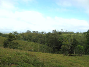 The 33 acres of pasture are widely dispursed amid the trees.