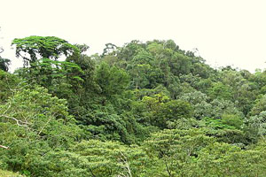 The finca has 96 acres of jungle-like old-growth forest.