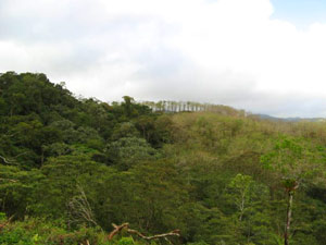 Old-growth forest fills the foreground with melina on the distant ridge.