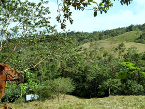 Through this wooded ravine or quebrada runs one of the finca's two streams.