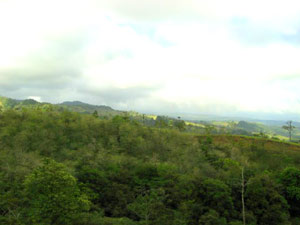 Beyond the forest is a cut bank where a road enters the finca.