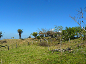 The finca has a small house in a grove near the top.