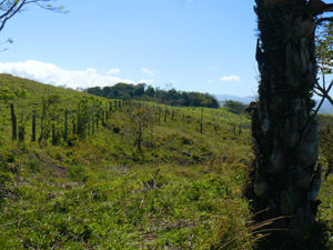 Forests are scattered amid the cattle country pastures.