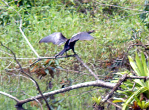 A large water fowl flexes its wings while perched above the fish-filled second pond. 