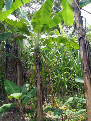 Here is a variety of fruit trees around a stand of sugar cane. 