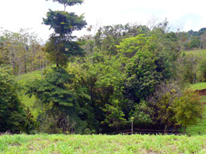 Part of the terrain behind the house. 