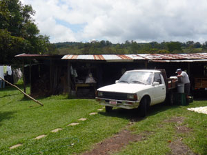 The lecheria or milking barn is a busy operation.