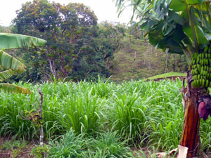 Beyond one of the grass crops is the second of three hills. 