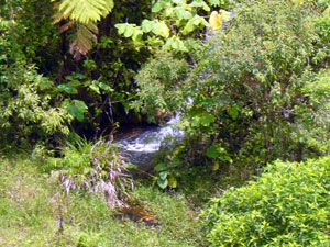 Here's one of the two waterfalls between the three ponds.