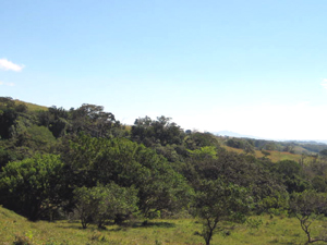 The finca is large enough to comprise substantial forested areas and level and well as sloping pastures.