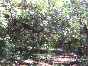 A path leads through one of the wooded areas on the farm.