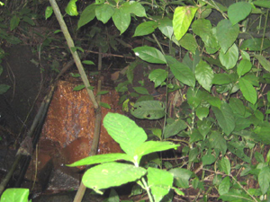 Plentiful water comes from a spring on the finca.