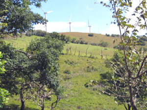 On the hilltop above the farm are some of the turbines that supply a major percentage of the electricity to Costa Rica.