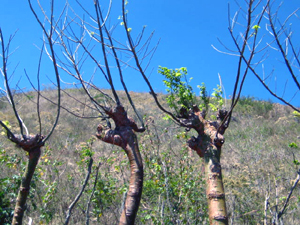 La Cruz mountain rises behind the property's natural fence. 