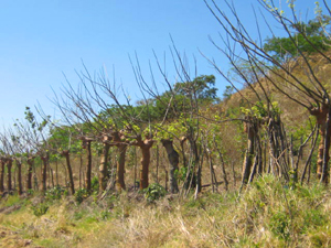 The property rises from the road that curves around the west side of Tilaran's signature cross-topped hill, La Cruz.