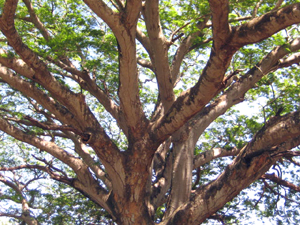 Beautiful individual indigenous trees dot the acreage.