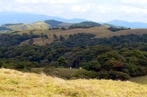 Stands of thick forest enliven many areas of the ranch.