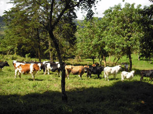 Cattle gather in a wooded area of the ranch.