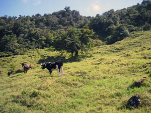 Cows forage on a gently sloped pasture in front of thick forest. 