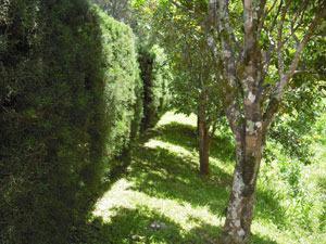 Hedges and a line of decorative trees are part of the landscaping on the 153 acres.