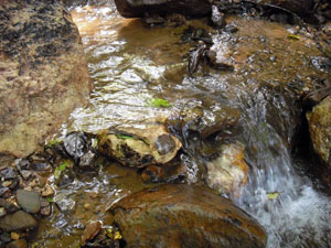 One of the clear, fresh streams on the property. 