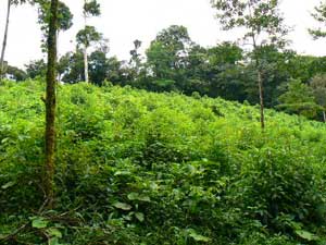 Acreage for sale at Lake Arenal, Costa Rica