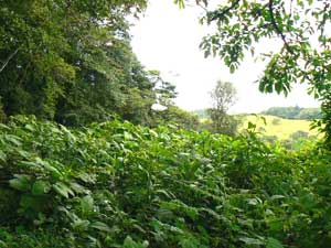 Acreage for sale at Lake Arenal, Costa Rica