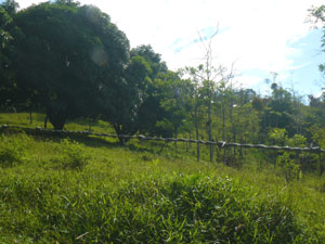 A building site with scattered trees and nearby forest. 