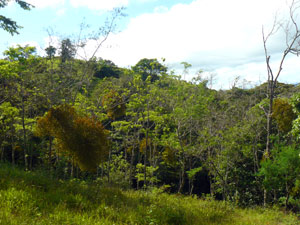 Neighboring forest is fine habitat for Costa Rica's famous wildlife. 