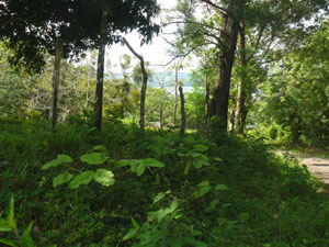 The complex terrain provides a nice variety of building sites.