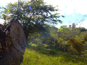 The property slopes down to a quebrada with stream, a very attractive area for monkeys, sloths, and other animals as well as countless birds. 