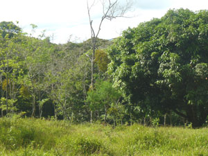 A view of the thick bordering forest.