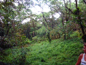 Not only are there forested areas as well as scattered woods, but over 4,000 macadamia trees have been planted.