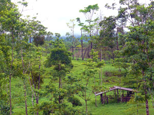 The pretty terrain between the southern hill and the river would be a fine area in which to build a home.