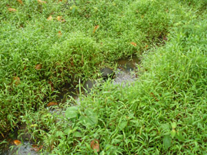 A spring on the farm creates this stream which winds through the farm to the river. 