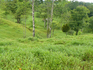 At the bottom of the southern slope, the levels out to provide nice sites for a home amid the scattered woods. 