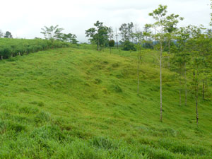 At the souther end (closest to Cabanga), the farm slopes downhill toward the river, rising again after the river to another pastured hilltop. 