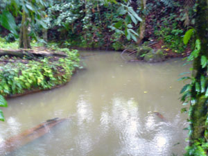 Downstream from the farm, the river splits in two, forming the Panecillo River as well as the Cabanga River. 