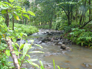 The farm is bisected by the Cabanga river, which slits into two rivers 100 yards downstream from the farm.