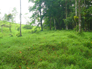 Thick forest remains on the farm just before the river. 