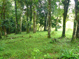 The forest provides beautiful sheltered areas within.