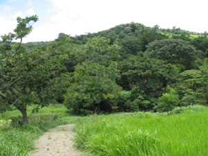 There are levels areas and rich verdure.