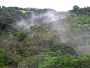 Mist decorates the beautiful high forest.