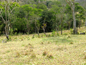 There are open areas ready for building.