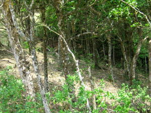 Scattered woods are in many parts of the 7.4 acres.