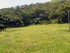 Thick forest covers a substantial part of the property.