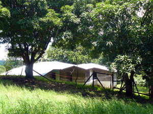 Mango trees stand between the house on the spring.